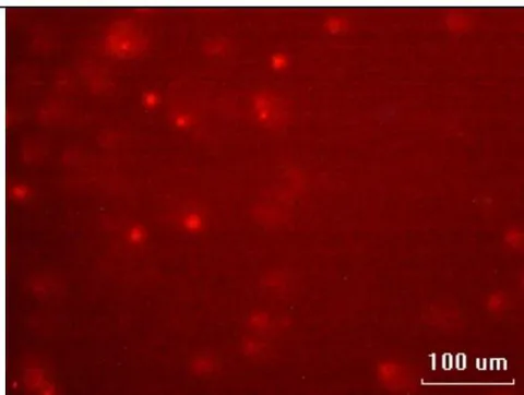 Fig. 4: Erythrocytes of control adult fish