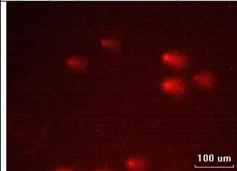 Fig. 5: Comets seen in the juvenile fish after 15 days of exposure to sublethal concentration of MeHg