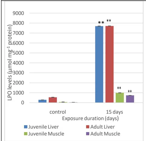 Fig. 9: MDA formed as a result of varying exposure duration of MeHg on the liver and muscle