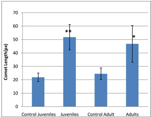 Fig. 2: Comet length in px(meanยฑSD) obtained in juvenile and adult test fish (**p< 0.001)