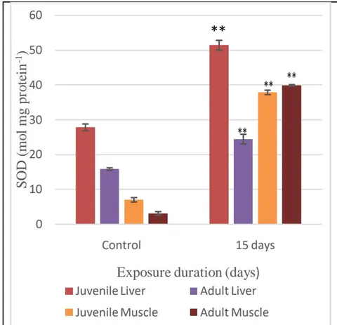 Fig. 7: SOD activity in the liver and muscles