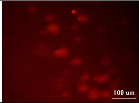 Fig. 6: Erythrocytes from adult fish after exposure showing "hedgehogs"