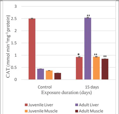 Fig. 8: CAT activity in the liver and muscle