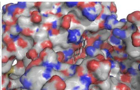 Fig. 8: The notable results of molecular docking analysis. aAction mode of quercetin with target JUN(PDB ID:5T01); bAction mode of quercetin with target MAPK3(PDB ID:4QTB); cAction mode of quercetin and MAPK1(PDB ID:7NR8); dAction mode of luteolin and TP53(PDB ID:7BWN)