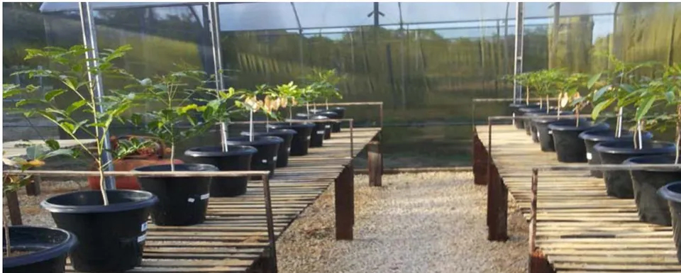 Figure 3: Young plants of Khaya senegalensis in the experimental units, representing the distribution of treatments in pots in the greenhouse