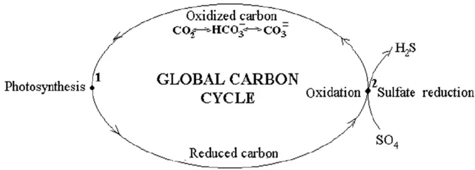 Fig. 1: Putative global carbon cycle in nature: oxidative and reductive branches. The points of carbon transition from the oxidative states to the reduced ones in photosynthesis (point 1) and back in sulfate reduction, proceeding in subduction zone (point 2).