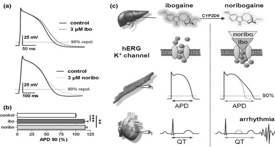 Figure 2: Ibogaine and noribogaine impair the electrophysiology of the human heart[18] Report fatalities in human & drug interaction [16].