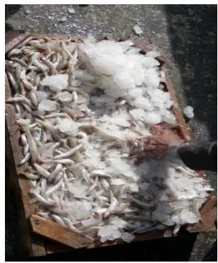 Figure 8: Photo of premature juveniles of S. uodosquamis north Gulf of Suez, 11 Sep. 2019