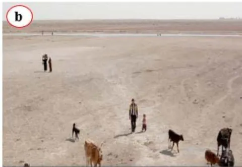 Figure 3: The southern mashes of Iraq, a) Before drying, b) after being dried.