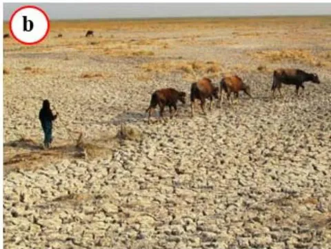 Figure 17: Iraqi Marshes, a) Normal marsh, b) Dried marsh.