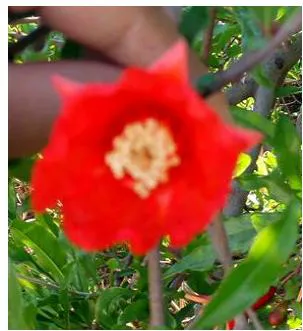 Fig. 3: A comparison between a pomegranate fruit with incised pomegranate in the fragment, (photograph by the author)