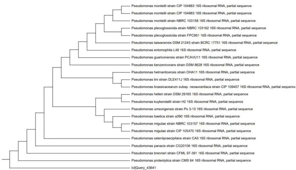 Figure 2: The phylogenetic tree based on the sequencing of the 16S rRNA gene using MEGA4 software (Tamura et al., 2007) illustrating the genetic relationship of Streptomyces rochei and closely related Streptomyces species