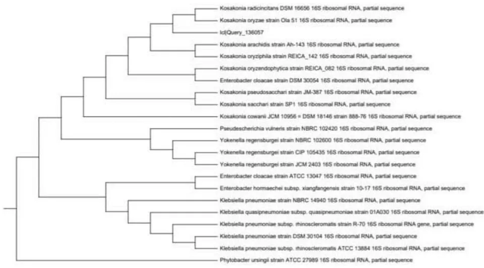 Figure 4: The phylogenetic tree based on the sequencing of the 16S rRNA gene using MEGA4 software (Tamura et al., 2007) illustrating the genetic relationship of Kosakonia radicincitans and closely related Kosakonia species
