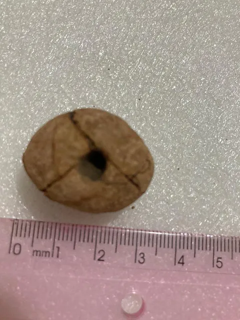 Material lítico. Comprimento: 3cm. Largura: 2cm. Espessura: 2 cm. Peso: 8g.