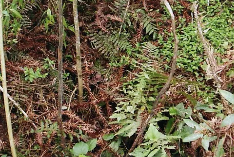 Imagens das Furnas localizadas na margem do Rio Bonito, na comunidade do Passo da Felicidade. Tangará. SC. BR.