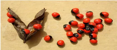 Figure 3: Abrus precatorius seeds, "Damma"