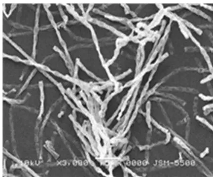 Figure 8: Colonies of Streptomyces tanashiensis ANTHOIDONG 3.2 (A) shapes and spores of S. tanashiensis ANTHOIDONG 3.2 under SEM (B and C)