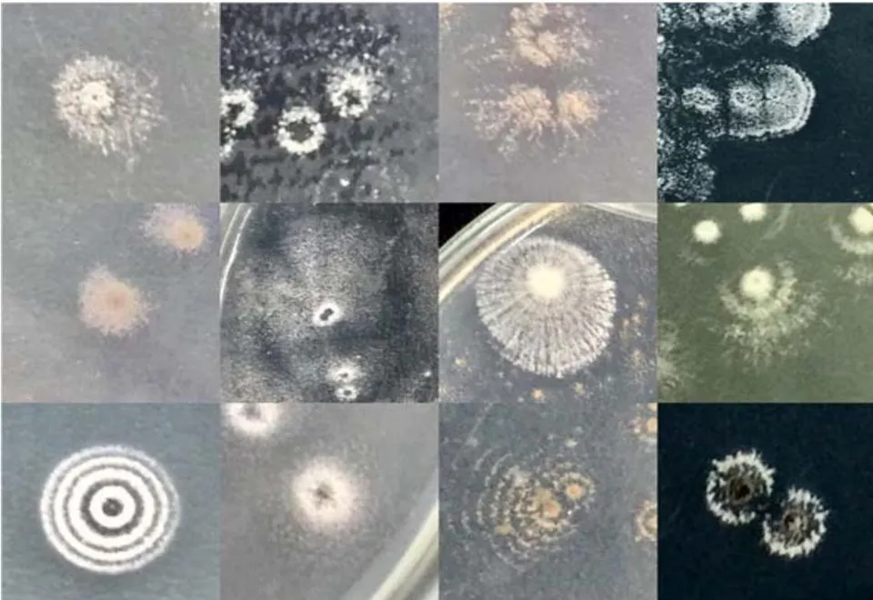 Figure 2: The different shapes and sizes of colonies of actinobacteria on SCA agar medium