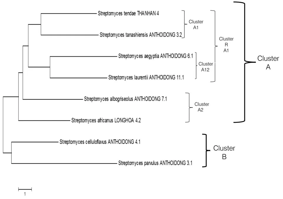 Figure 4: The Maximum Likelihood phylogenetic tree of partial 16S rRNA gene sequences of actinobacteria isolated from sediments of Can Gio mangrove forest and closely related type strains. Numbers in the figure refers to percentage bootstrap values which were calculated for 1000 replicates. Bar, 0.02 was per nucleotide position