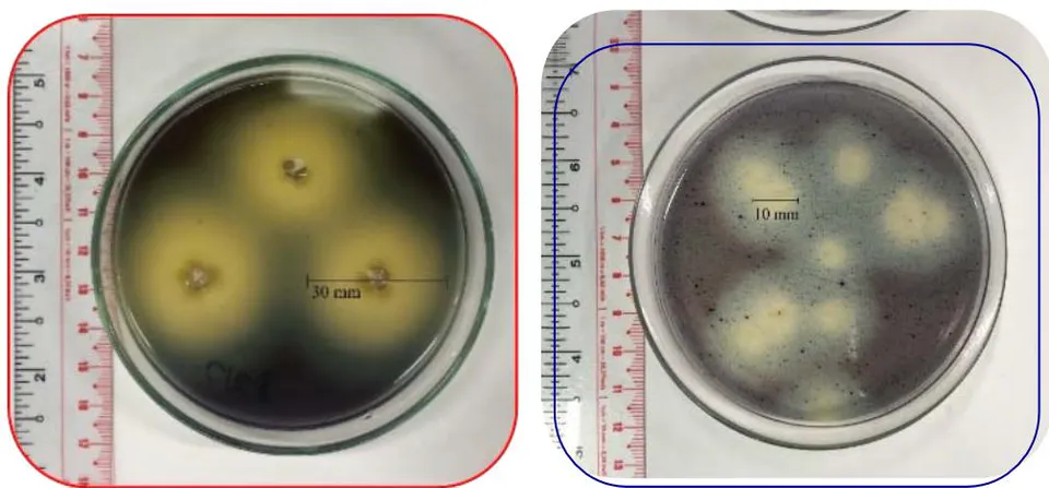 Figure 12: CMC degradation of two strains of Streptomyces on NBRIP plus CMC