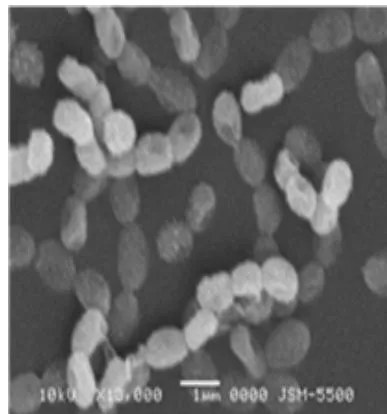 Figure 9: Colonies of Streptomyces albogriseolus ANTHOIDONG 7.1 (A) shapes and spores of Streptomyces albogriseolus ANTHOIDONG 7.1 under SEM (B and C)