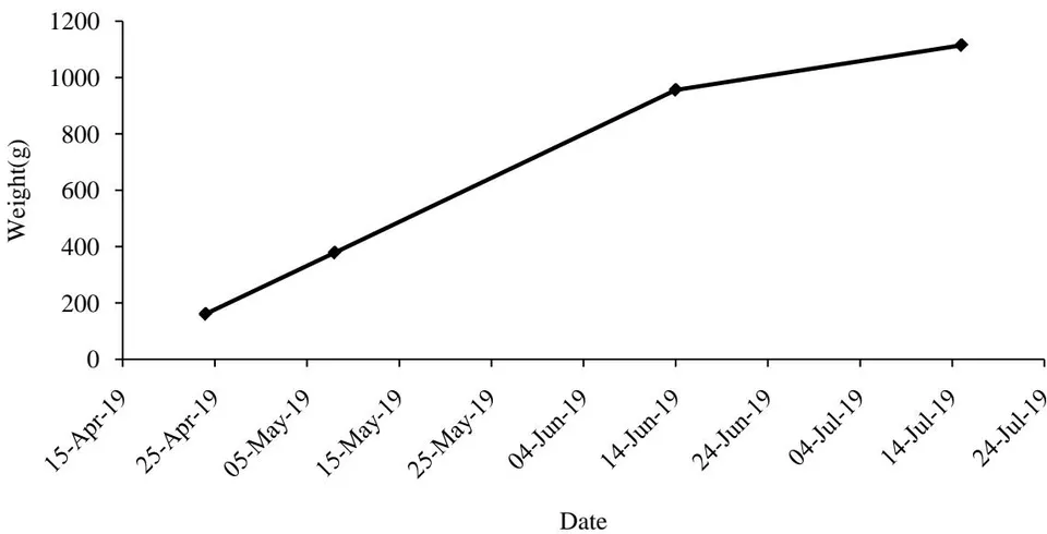 Figure 5: Average weight of duck during rearing period