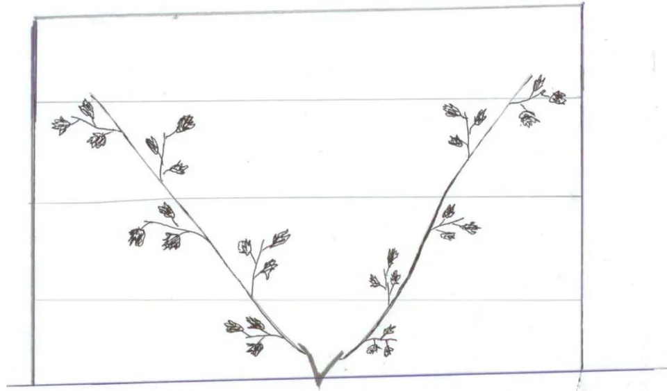 Figure 1: First stage of sleeve formation