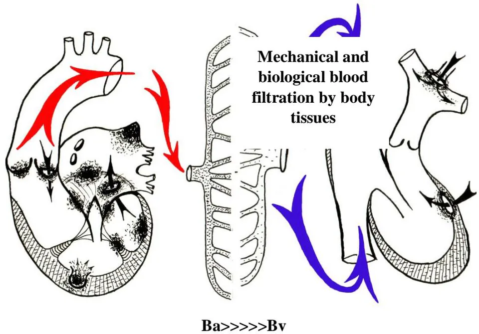 Figure 1: Schematics of the blood purification mechanism that elucidates the difference between arterial (Ba) and venous (Bv) bacteremia