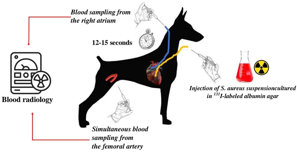 Figure 4: Graphical presentation of the second series of experiments (refer to the test for further clarification)