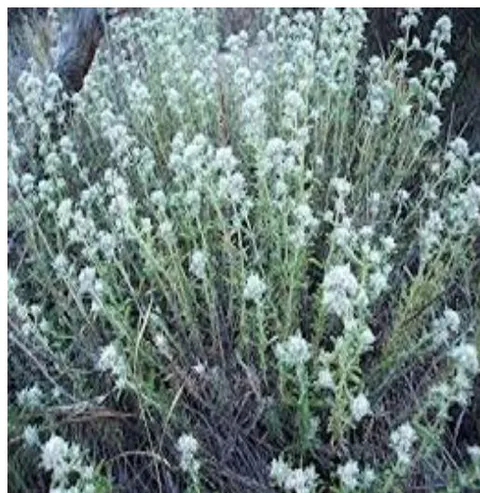 Figure 2: Flowers and whole plant of Teucrium Polium
