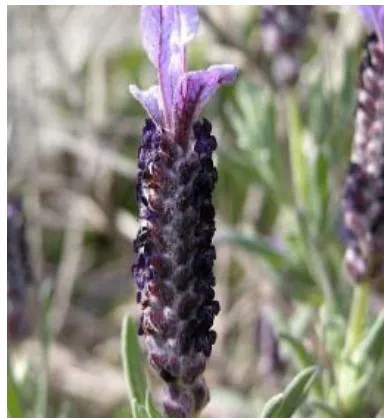 Figure 1: Leaves and Flowers of Lavandula stoechas