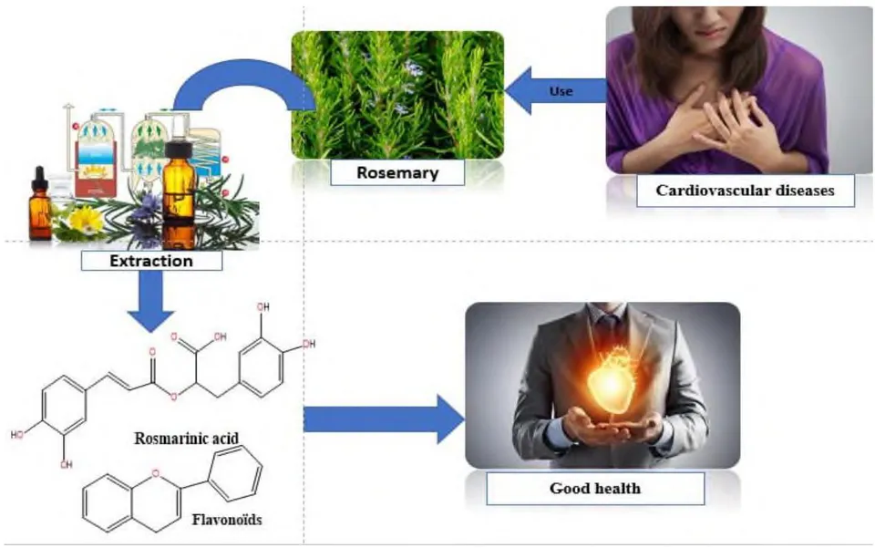 Figure 1: The Effect of Rosemary on Cardiovascular Diseases.