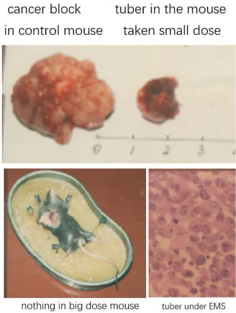 Fig. 4: MRT treated Lewis Lung Cancer in Black Mice