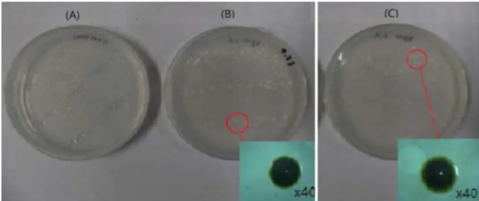 Figure 4: Petri dish cultures at
26^{\circ} C left for 14 days for the control without the dissolved Asian dust (A) and with one fold (B) and two folds (C) of the dissolved Asian dust, magnified 40 times (KIM, 2014)