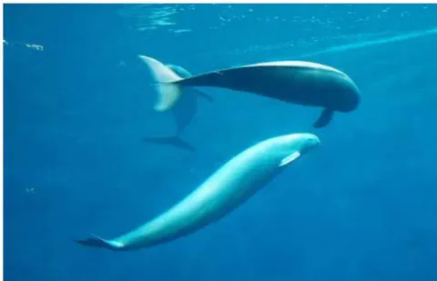 Figure 10: A photograph of finless porpoise (Neophocaena Phocaenoides) photographed by P. Baillehache (LI et al., 2011)
