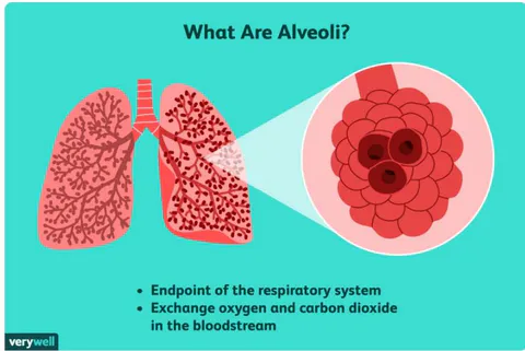 Figure 11: What are alveoli? (ELDRIDGE, 2019)