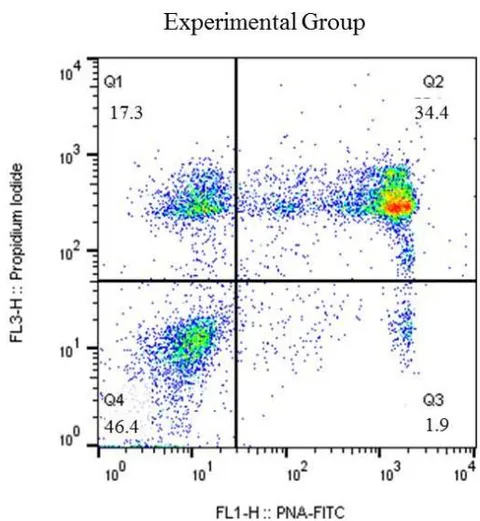 Figure 2: Graphic representation of spot distribution of bovine sperm marking, post-thawing, from Control and Experimental groups, marked with: Q1 - Propidium iodide (PI); Q2 - double marking of propidium iodide (IP) and Fic – PNA; Q3 – Fitc-PNA; Q4 without marking (viable sperm)