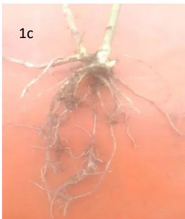 Figure 1a: Costus lucanusianus; 1b: Flower head of C. lucanusianus; 1c:C. lucanusianus fibrous root system