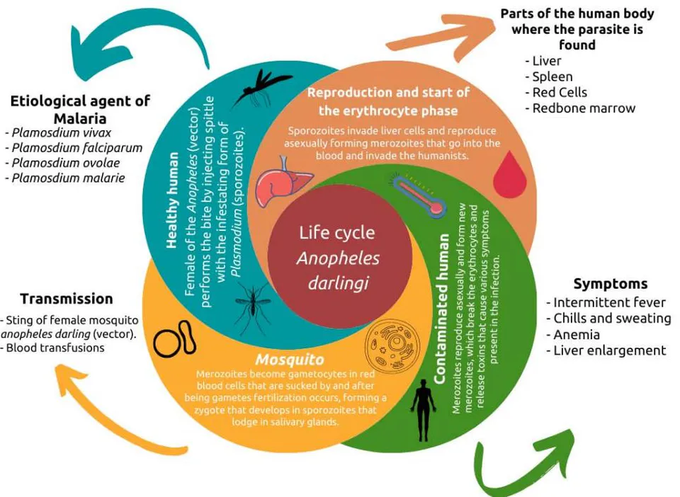 Figure 2: Plasmodium life cycle.