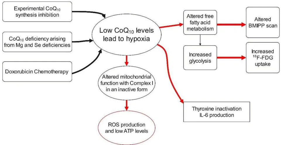 Figure 3: General changes of mitochondrial metabolism and systemic parameters under hypoxia.