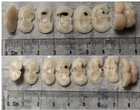 Figure 3: Graph (left) demonstrates mean total hemoglobin concentration in the ipsilateral hemisphere after induced autologous-ICH, demonstrating consistent hematoma volume and images (right) display serial brain sections demonstrating consistent basal ganglia hematoma.