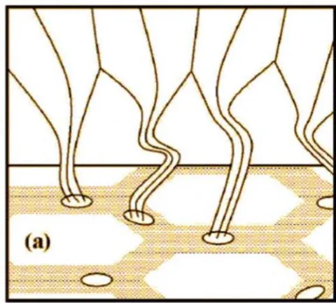 Figure 6: (a) Electric current around a single spot (Kotov,1971) with the electromotive force (VxB) and the current vector J. (b) The magnetic field above pores/single spots in the magnetic field network (taken from Canmer, 2009 for a different context) (b) region, and thus no magnetic flux adjustment with neighboring unipolar regions is needed; Figure 6b. This is perhaps only way to overcome the problems of unipolar magnetic spots; in the past, it has generally been assumed that single spots must have their counterpart somewhere, but without considering concretely the location.