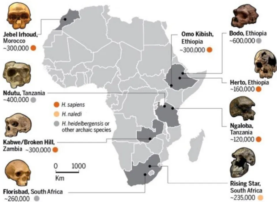 Figure 3: Homo sapiens and others, about 300 ka.