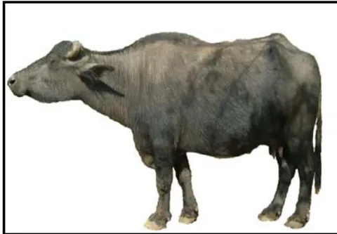 Figure 3: Khunni Breed buffalo