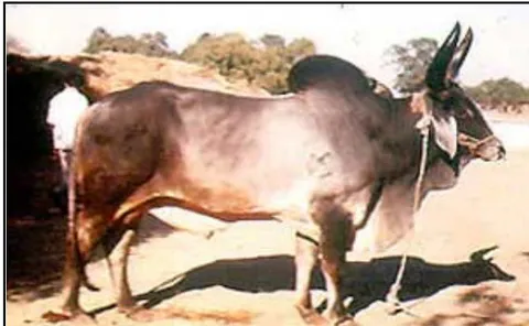 Figure 2: The Banni Kankerj breed bull