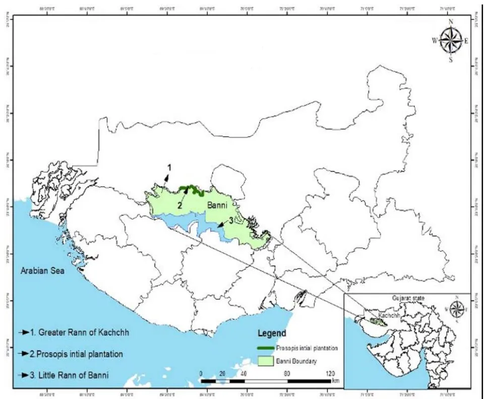 Figure 1: Banni grassland in Kachchh district of Gujrat State with site of Pj Introduction (arrow 2)
