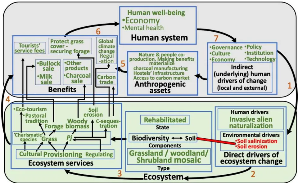 Figure 11c: Conceptual Framework of Banni Grassland Socio-ecosystem – Pj naturalization, socio-ecosystem restoration/rehabilitation