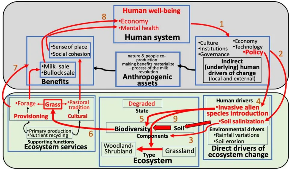 Figure 11b: Conceptual Framework of Banni Grassland Socio-ecosystem – Pj Invasion – Grass-Land Degradation