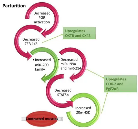 Figure 2. P4 and PGR mediation of quiescence and parturition. The regulation of PGR impacts ZEB1/2 and hence quiescence during pregnancy or contractility during labor.