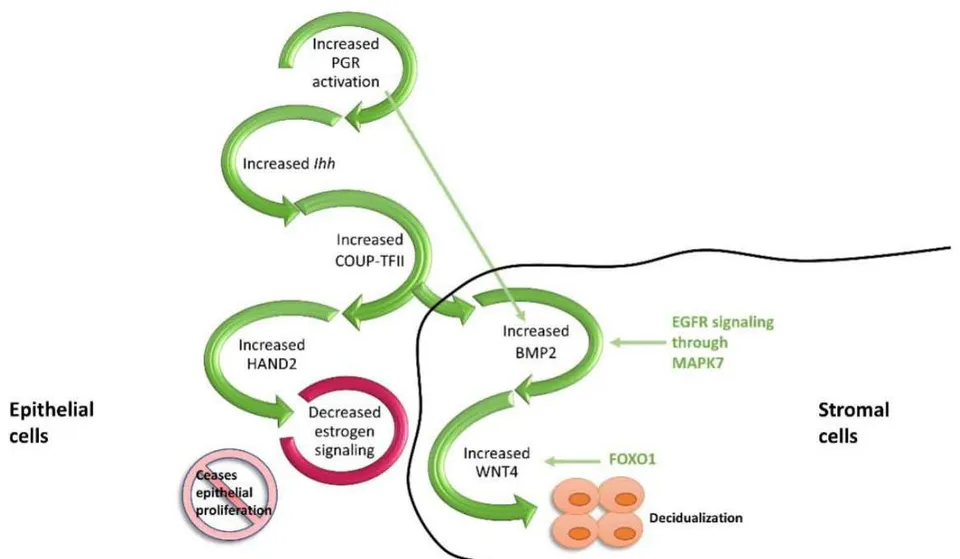 Figure 1. PGR-mediated crosstalk between the epithelial and stromal cells during implantation. P4 through its action in the epithelial cells initiates the Ihh axis which, in turn signals COUP-TFII and HAND2 to decrease estrogen-dependent proliferation. While at the stromal level, increased FOXO1 and hence increased WNT4 and BMP2 leads to decidualization.